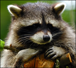 raccoon removal Richardson 